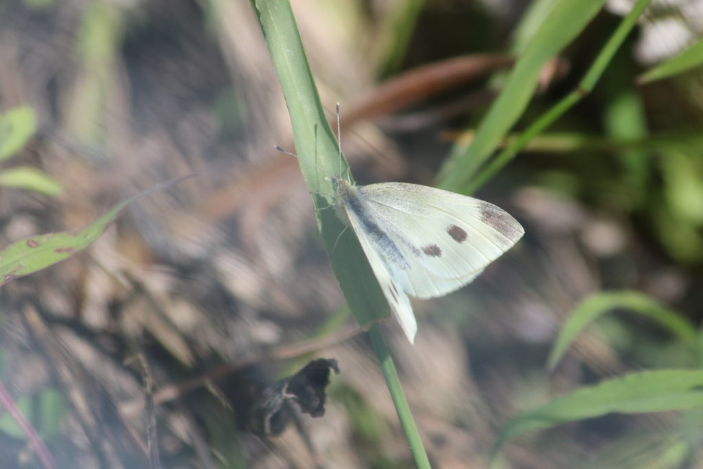 Small White In February 2024 By Liam Cassidy INaturalist   Large 