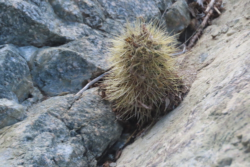 iNaturalist observation photo of Teddybear Cholla