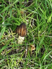 Morchella semilibera