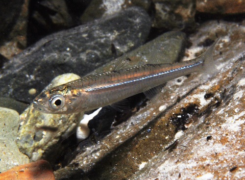 Smallmouth hardyhead (Atherinosoma microstoma) — Atherinidae