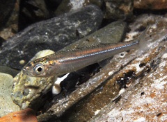 Atherinosoma microstoma