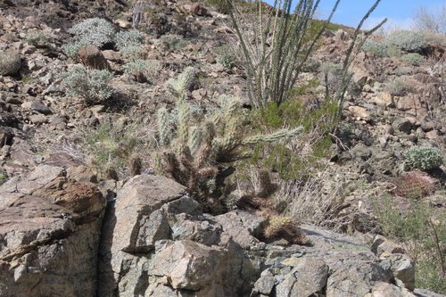 iNaturalist observation photo of Gander's cholla