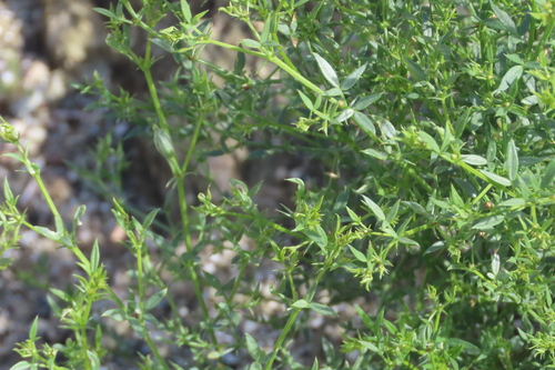 iNaturalist observation photo of California fagonbush