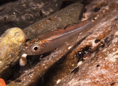 Atherinosoma microstoma