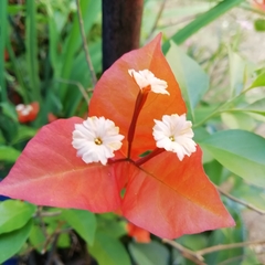 Bougainvillea
