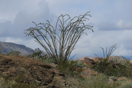 iNaturalist observation photo of ocotillo