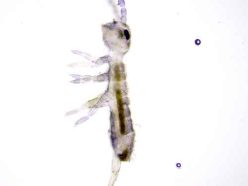 Isotomurus retardatus