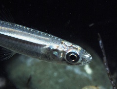 Atherinosoma microstoma