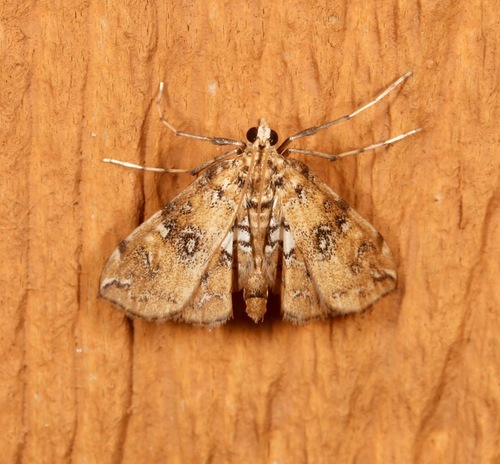 Elophila faulalis photo 3