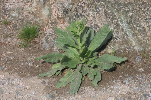 iNaturalist observation photo of desert tobacco