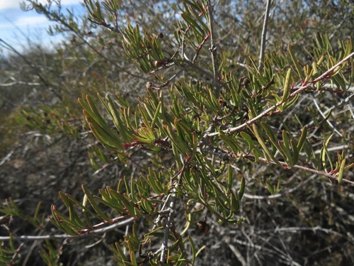 Image of Tetracoccus dioicus by no rights reserved