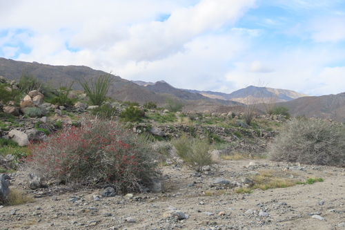 iNaturalist observation photo of chuparosa