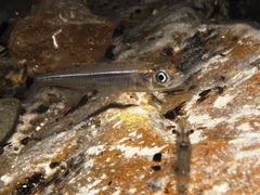 Atherinosoma microstoma