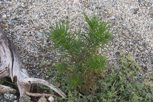 iNaturalist observation photo of Schott's Pygmycedar