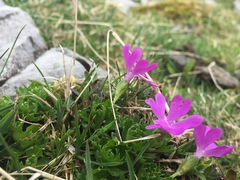 Primula minima