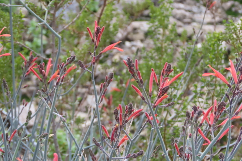 iNaturalist observation photo of chuparosa
