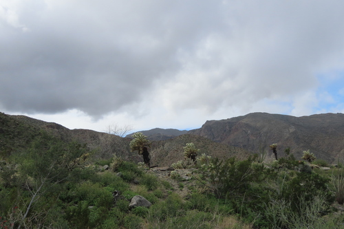 iNaturalist observation photo of Teddybear Cholla