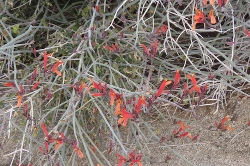 iNaturalist observation photo of chuparosa