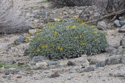 iNaturalist observation photo of Brittlebush