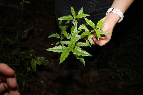 Image of Olearia nernstii by (c) Greg Tasney, some rights reserved (CC BY-SA)