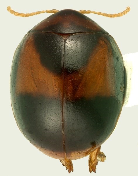Argopistes scyrtoides