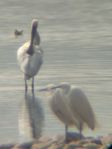 Eurasian Spoonbill