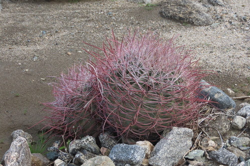 iNaturalist observation photo of California Barrel Cactus