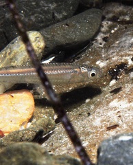 Atherinosoma microstoma