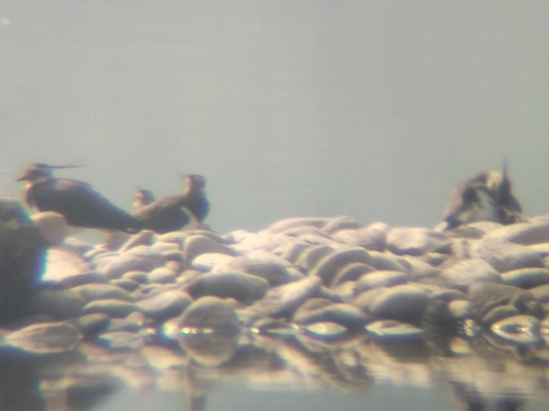 Northern Lapwing