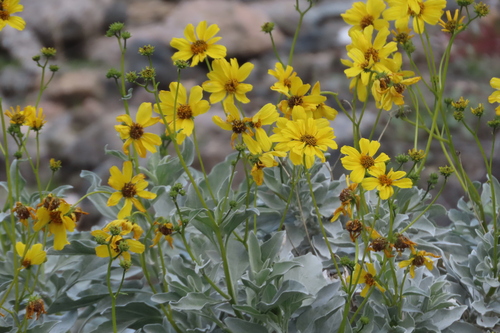 iNaturalist observation photo of Brittlebush