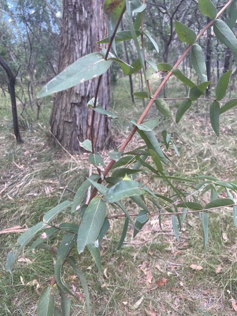 narrowleaf peppermint gum from Maroondah Hwy, Ringwood, VIC, AU on