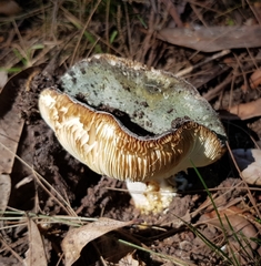 Russula viridis