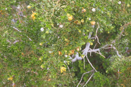 iNaturalist observation photo of Creosote Bush