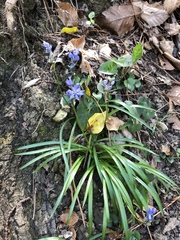 Hyacinthoides italica