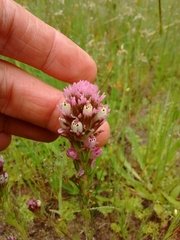 Castilleja densiflora