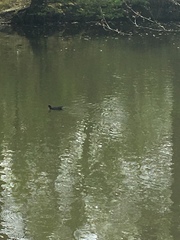 Gallinula tenebrosa