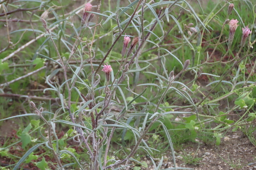iNaturalist observation photo of Spanish needle