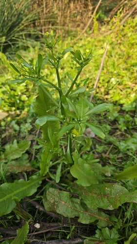 cursed crowfoot