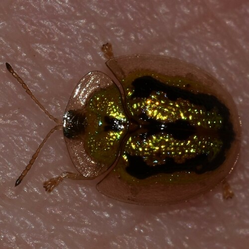 Green Tortoise Beetle photo 5