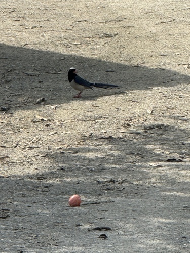 Red-billed Blue-Magpie