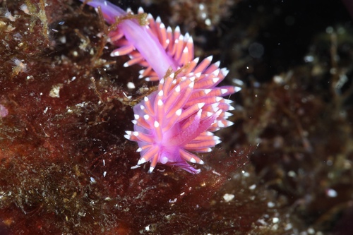 Photo of Pink flabellina (Edmundsella pedata)
