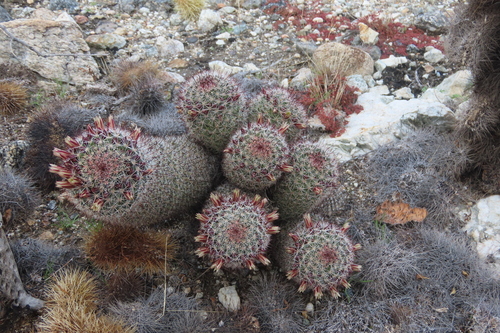 iNaturalist observation photo of Peninsular fishhook cactus