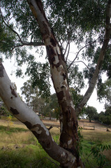 Eucalyptus