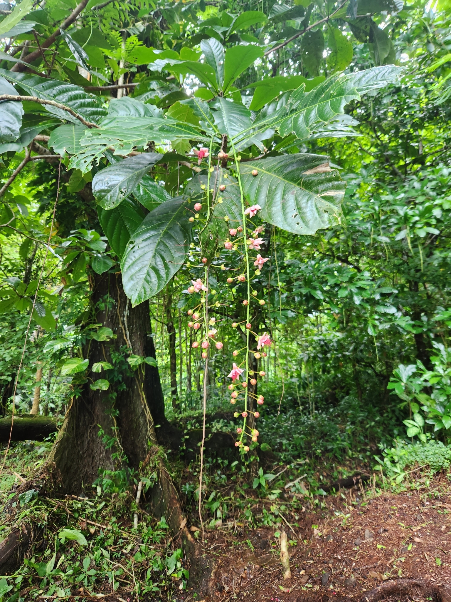 Barringtonia samoensis
