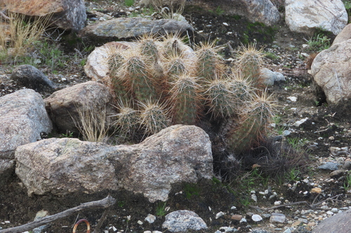 iNaturalist observation photo of Echinocereus engelmannii engelmannii