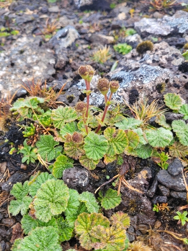 Auckland Island Geum (Geum albiflorum)