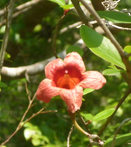 Bignonia capreolata image