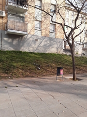 Columba livia domestica