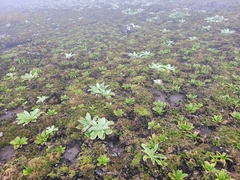 Auckland plantain (Plantago aucklandica)