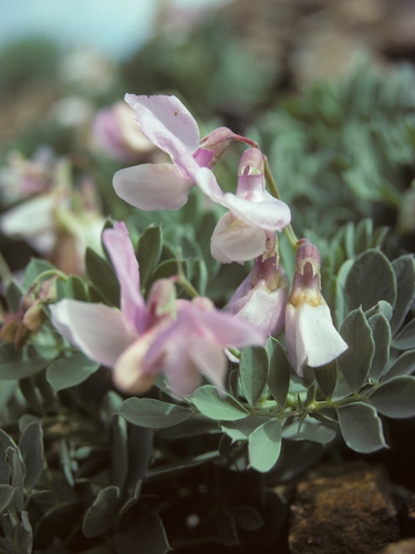 Grimes' Vetchling (Lathyrus grimesii)